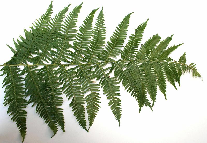 Bracken 07 Bracken 07